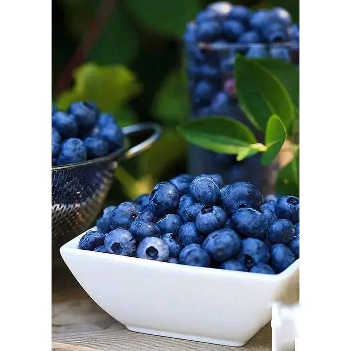 Саджанець Agro-Market Лохина (чорниця садова) рання Дюк (Duke) (один з найбільш високоврожайних сортів) 1 шт. в упаковці (21311) - фото 4