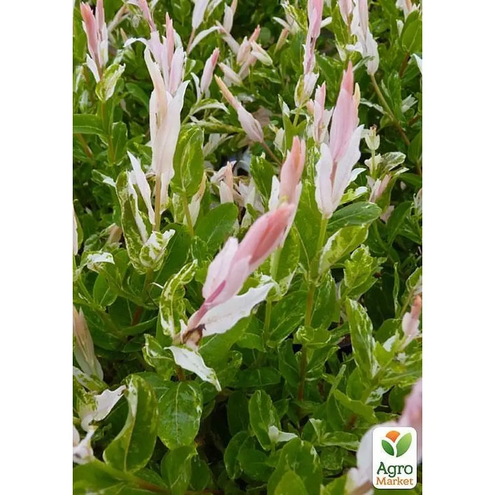 Саджанець Agro-Market Верба японська цільнолистна Hakuro-nishiki (48778) - фото 5