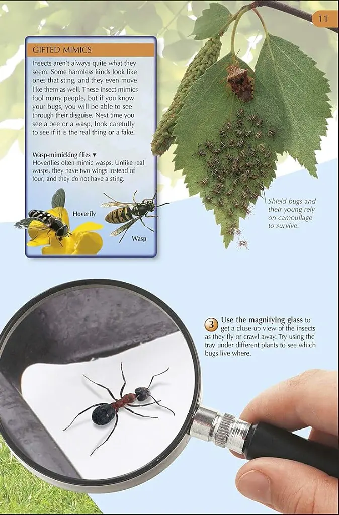 Bug Hunter. Nature Activities - - фото 3