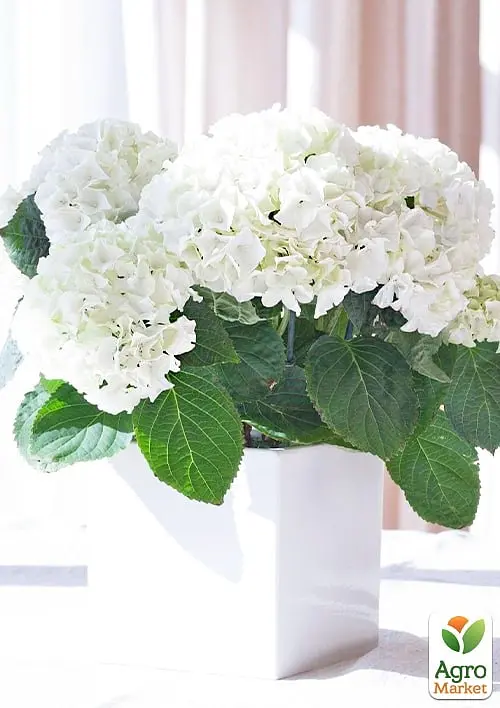 Саджанець Agro-Market LMTD Гортензія крупнолистова квітуча 3-річна Bright White (30-40см) (159470) - фото 2