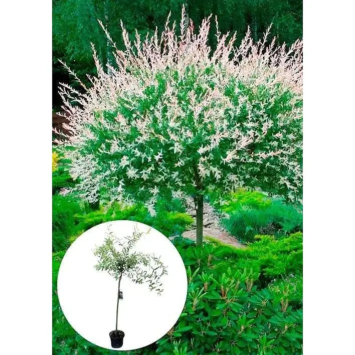 Саженец Agro-Market Ива на штамбе Hakuro-nishiki (высота 80-100см) 1 шт. в упаковке (168005) - фото 2