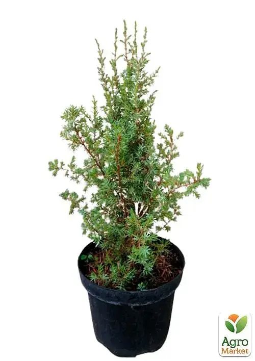 Саджанець Agro-Market Ялівець 3-річний Arnold С3 висота 30-35 см 1 шт. в упаковці (62771) - фото 3