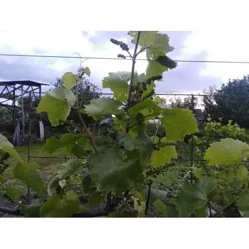 Саджанець Agro-Market Виноград Юпітер (кишмиш, ранній термін дозрівання, морозостійкість до -27⁰С) 1 шт. в упаковці (17705) - фото 5