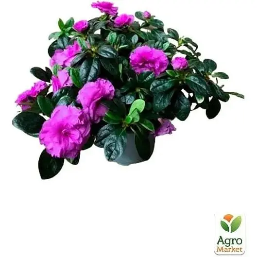 Саженец Agro-Market Рододендрон комнатный Flamenco (176796) 1 шт. в упаковке (комнатный) Нидерланды - фото 3