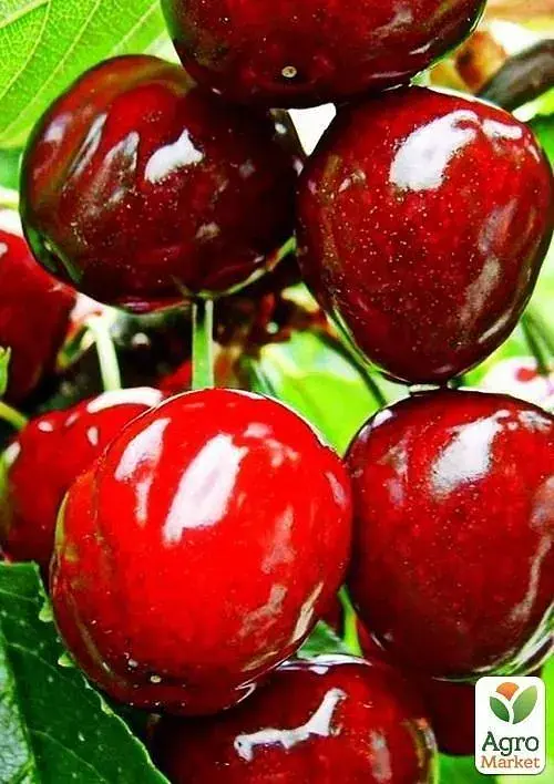 Саженец Agro-Market Черешня Дилемма (летний сорт, средний срок созревания) 1 шт. в упаковке (25911) - фото 2