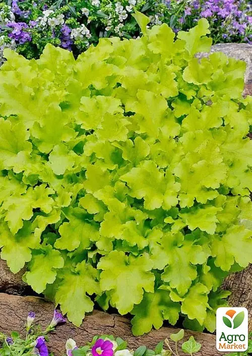 Саджанець Agro-Market Гейхера (Heuchera) Lime Marmalade С1 (висота 15-30см) (154084) - фото 3