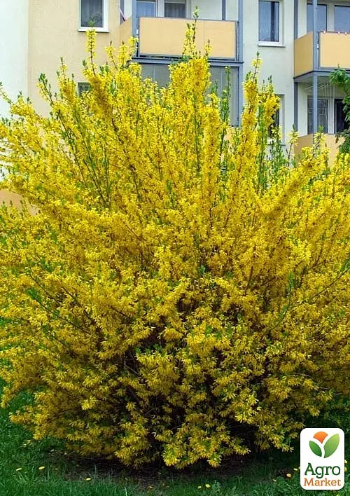 Саджанець Agro-Market Форзиція 3х літня Goldzauber (С3, висота 40-60 см) (103387) - фото 3