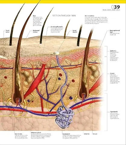 The Definitive Visual Guide: Complete Human Body - фото 6