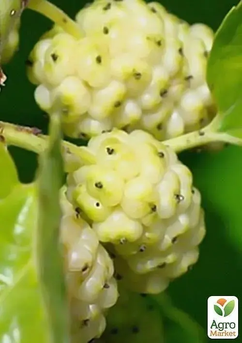 Саджанець Agro-Market Шовковиця великоплідна Стамбульська біла (літній сорт, середній термін дозрівання) 1 шт. в упаковці (16184) - фото 4