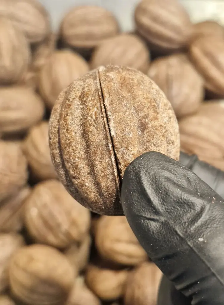 Набір Горішків Максимальний 12 шт. в упаковці - фото 12