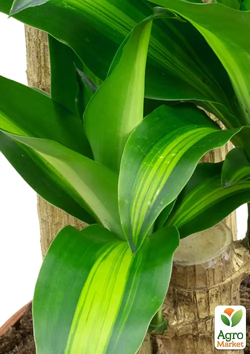 Саженец Agro-Market Драцена Фрагранс Мassanzheana комнатная 2-х ярусная высота 75-95 см вазон С5, 1 шт. в упаковке (181116) - фото 2