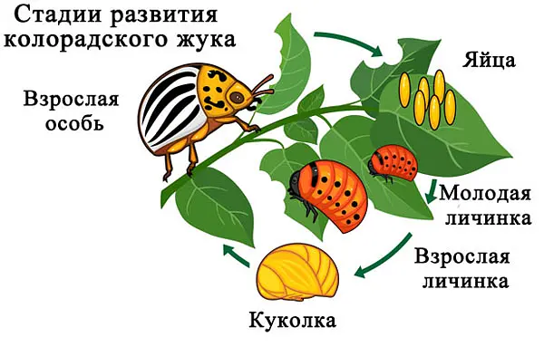 Бакова суміш від колорадського жука на 2,5 сотки - фото 2