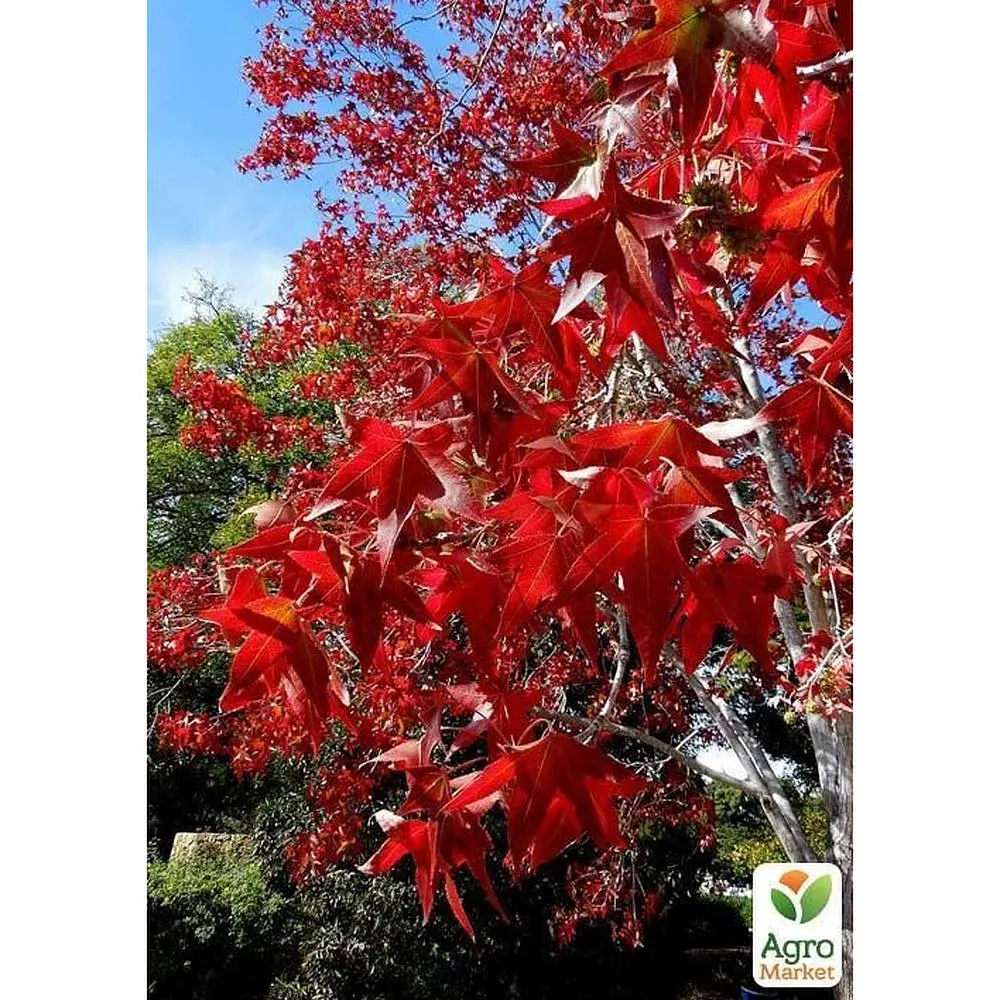 Саджанець Agro-Market Ліквідамбра смолоносна (Liquidambar styraciflua) контейнер P9 (50809) - фото 4