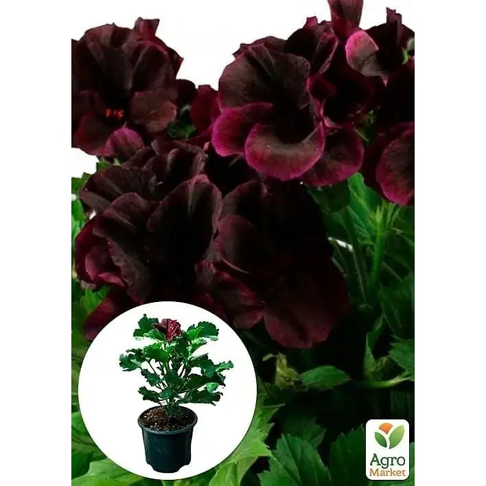 Саженец Agro-Market Пеларгония Королевская Aristo Black Velvet (контейнер №10 высота 10-20 см) (49109) 1 шт. в упаковке - фото 4