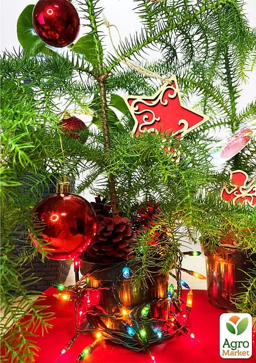 Саджанець Agro-Market Араукарія (Araucaria heterophylla) кімнатна ялина 1 шт. в упаковці (51637) - фото 3