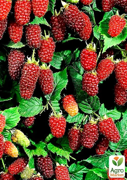 Саженец Agro-Market Малиново - ежевичный гибрид Медана корневище (ранние сроки созревания) 1 шт. в упаковке (43048) - фото 2