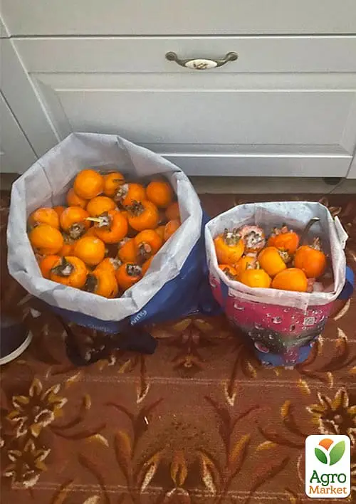 Саджанець Agro-Market Хурма Українка на віргінській морозостійкій підщепі 1 шт. в упаковці (50082) - фото 2