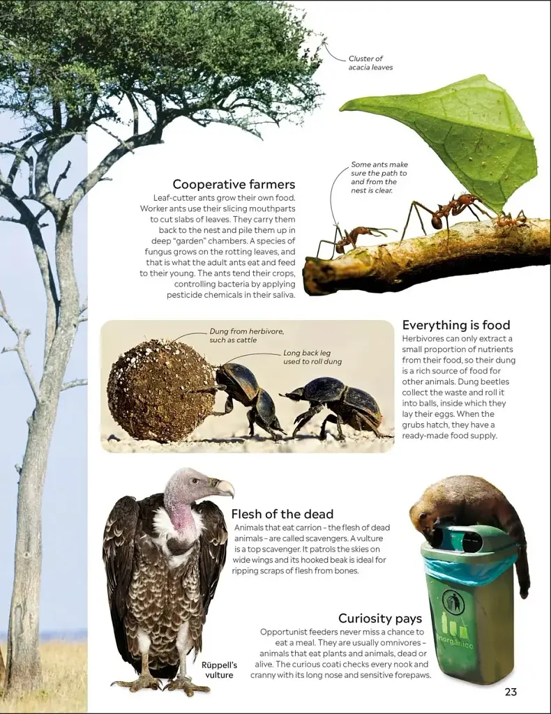 Eyewitness. Animal - фото 3
