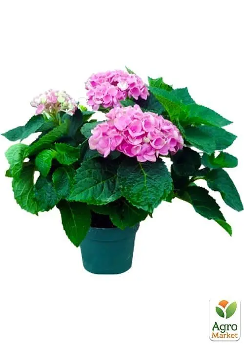 Саджанець Agro-Market LMTD Гортензія крупнолистна квітуча 3-х річна Magical Revolution Pink (30-40см) (62425) - фото 2