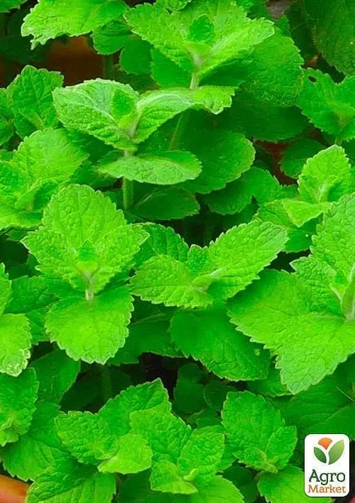 Саджанець Agro-Market М'ята Яблучна Mentha Rotundifolia (контейнер Р9, Корневище) 1 шт. в упаковці (49186) - фото 2