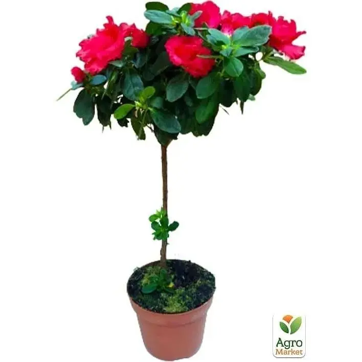 Саженец Agro-Market Рододендрон на штамбе цветущий 3-х летний Red Baron (40-60 см) (62808) из Нидерландов 1 шт. в упаковке - фото 2
