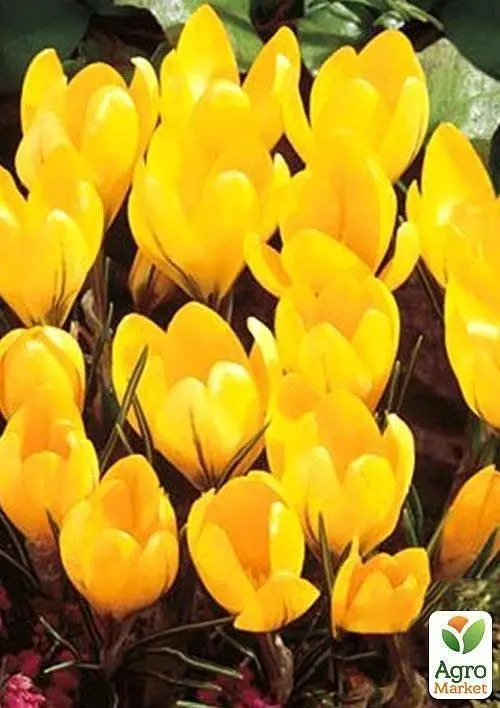 Крокус великоквітковий "Yellow" 5 шт (17223) - фото 3