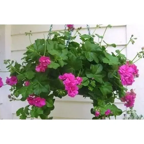 Саженец Agro-Market Пеларгония ампельная Dark Neon Violet (контейнер №10 высота 10-20 см) (48366) 1 шт. в упаковке - фото 2