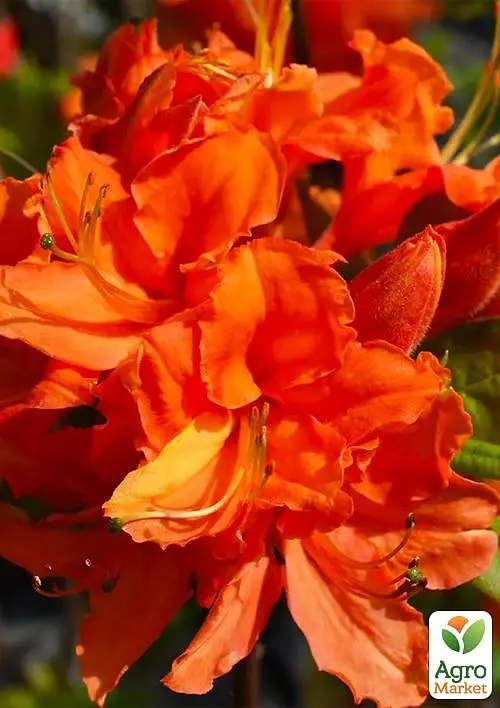 Саженец Agro-Market Азалия 2-х летняя Mandarin Lights С2 высота 25-50см (152174) - фото 2