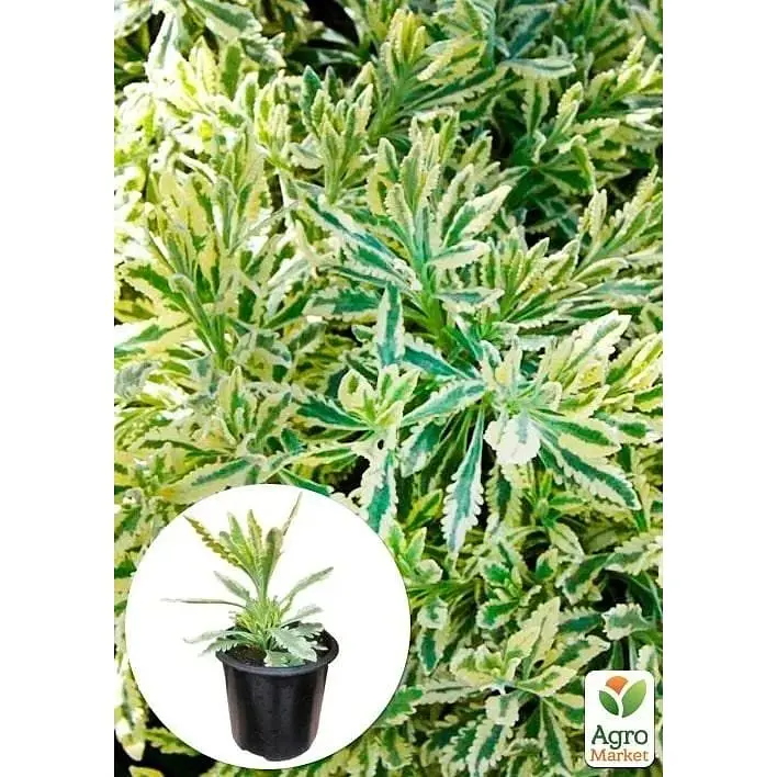 Саджанець Agro-Market Лаванда пестролиста зубчаста Meerlo (контейнер № 10 висота 10-15 см) (48064) 1 шт. в упаковці - фото 4