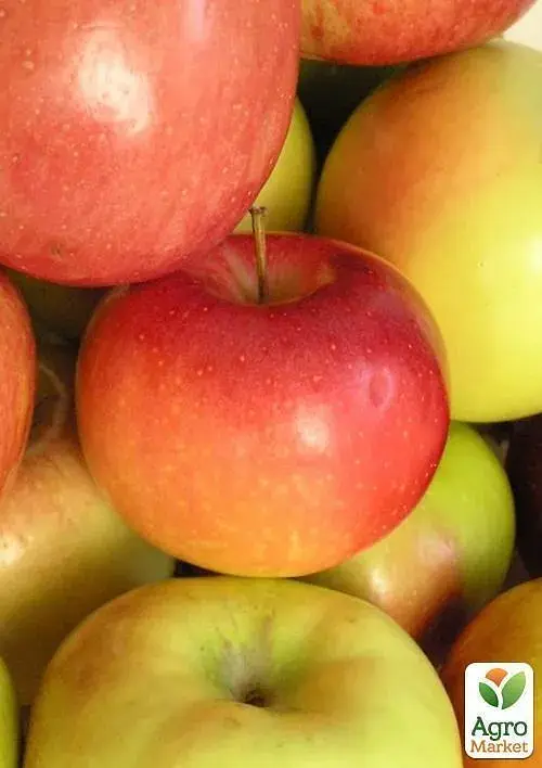 Саженец Agro-Market Яблоня Джулия (летний сорт, ранний срок созревания) 1 шт. в упаковке (39834) - фото 2