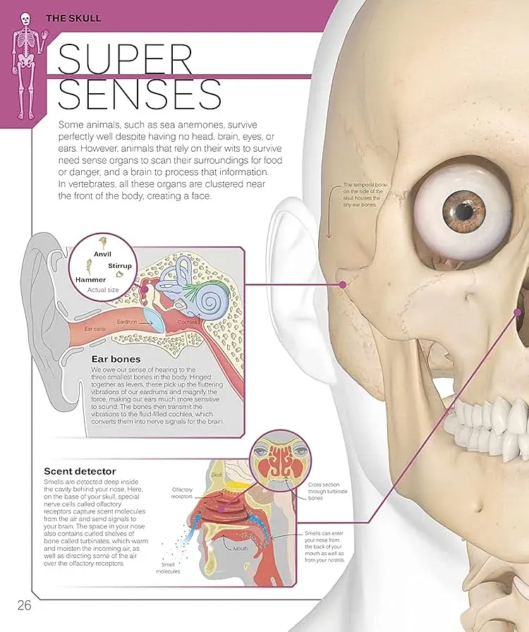 The Skeleton Book. Get to Know Your Bones, Inside Out - фото 2