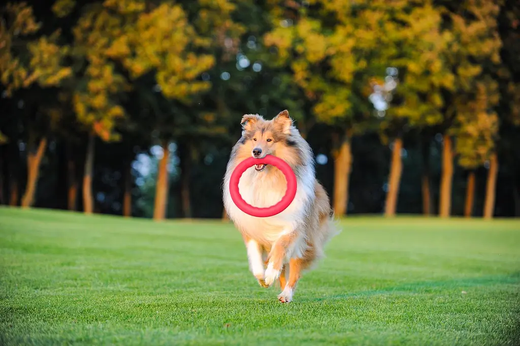 Кольцо PitchDog (4823089302430) - фото 2