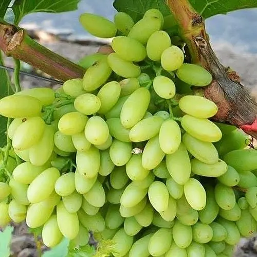 Саджанець Agro-Market Виноград Сторіччя (кишмиш, середньо-ранній термін дозрівання, грона солідні вагою до 1500г) 1 шт. в пакуванні (36291) - фото 1