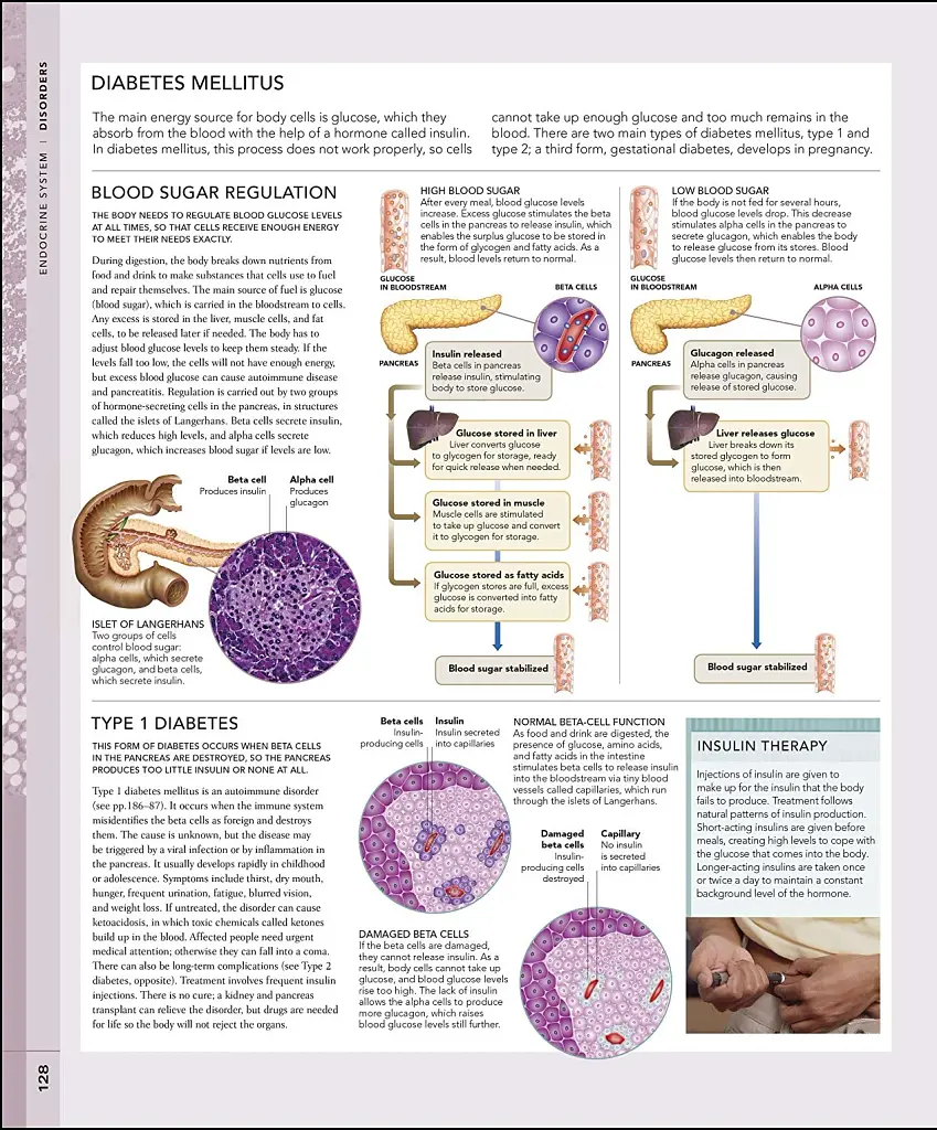 The Human Body Book - фото 6