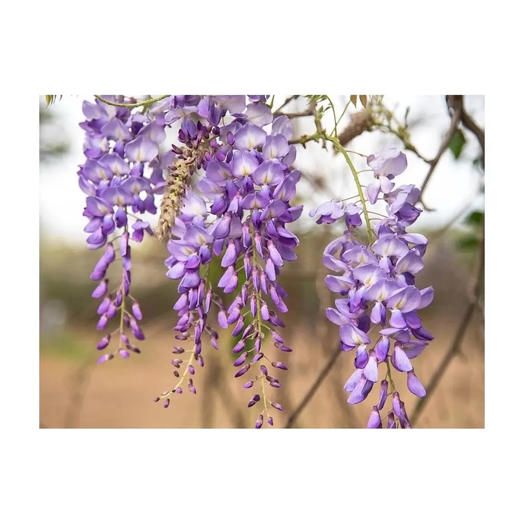 Маска для обличчя Lululun Face Mask Wisteria Flower Зволожуюча З екстрактом гліцинії 1 шт (4582305066432) - фото 3
