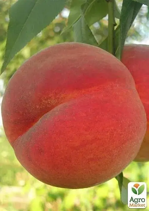 Саджанець Agro-Market Персик Соковитий (літній сорт, середній термін дозрівання) 1 шт. в упаковці (25752) - фото 2