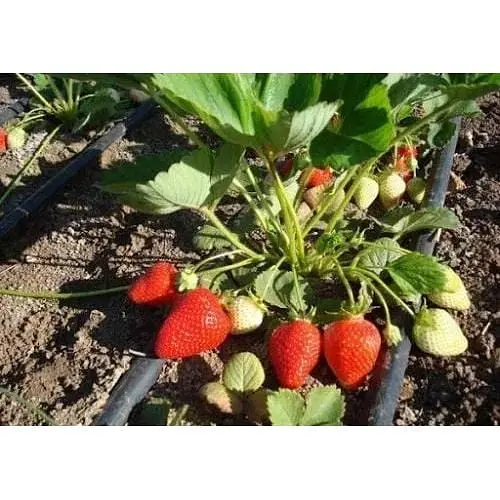 Саджанець Agro-Market Полуниця Альба (Alba) 5шт (ранній термін дозрівання, високопродуктивний сорт) (25717) - фото 8