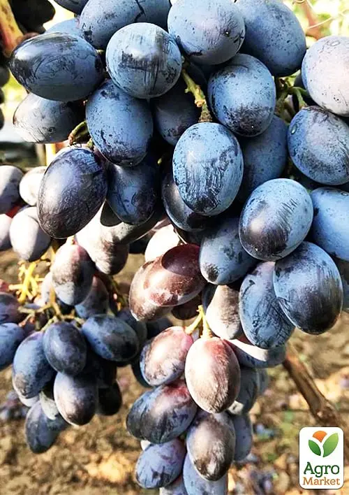 Саджанець Agro-Market Десертний виноград Новичок 1 шт. в пакуванні (178735) - фото 2