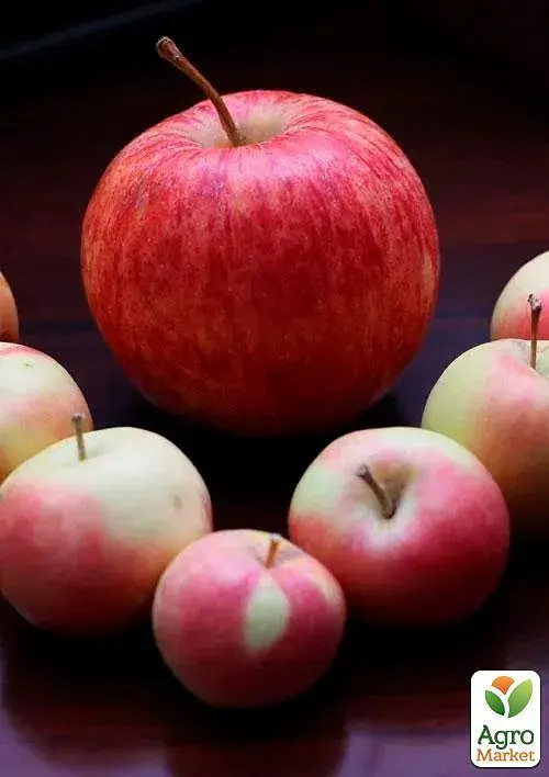 Саджанець Agro-Market Яблуня Целесте (літній сорт пізнього терміну дозрівання) 1 шт. в упаковці (35432) - фото 3