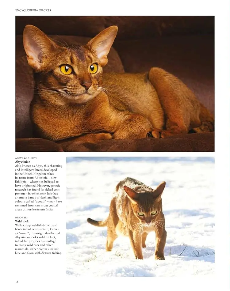 Encyclopedia of Cats - Джуліанна Фотопулос - фото 4