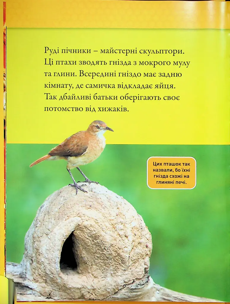Тварини-будівники - Ліббі Ромеро - фото 5