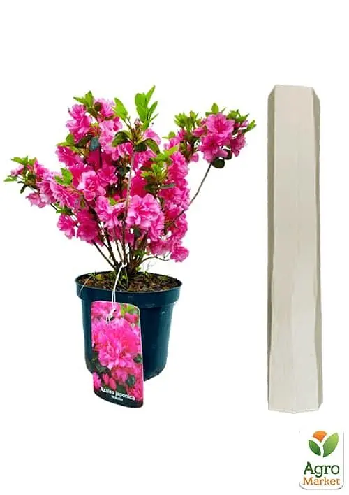 Рододендрон азалієвидний (Azalea japonica) "Rokoko" C1 висота 30-50см (60475) 1 саженец - фото 2