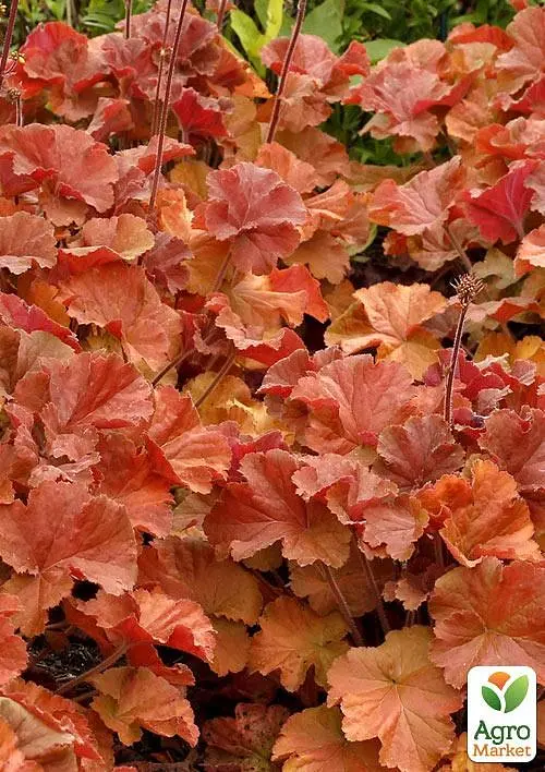 Саженец Agro-Market Гейхера (Heuchera) Northern Exposure Amber (49876) - фото 3