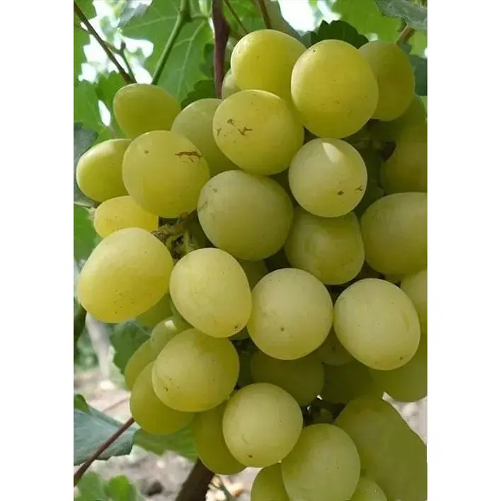 Саджанець Agro-Market Виноград Супер екстра (дуже ранній термін дозрівання) 1 шт. в упаковці (19806) - фото 2