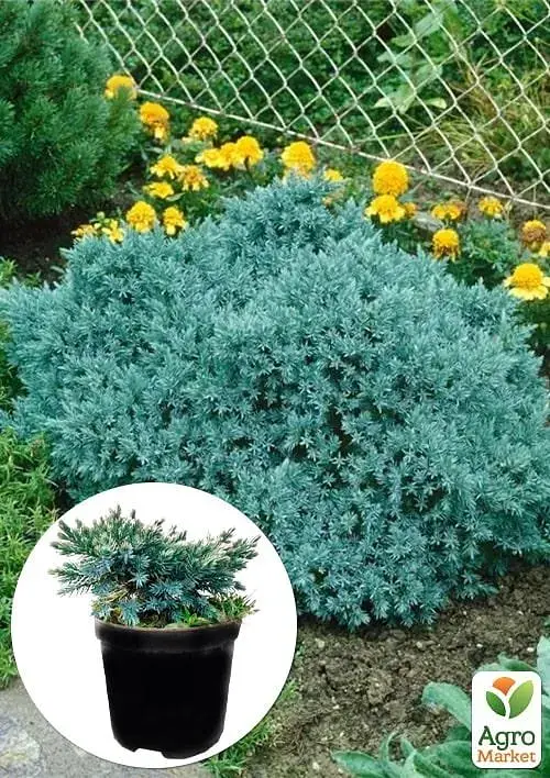 Саджанець Agro-Market Ялівець лускатий 3-річний Blue Star С2 діаметр 15-20 см 1 шт. в упаковці (138764) - фото 2