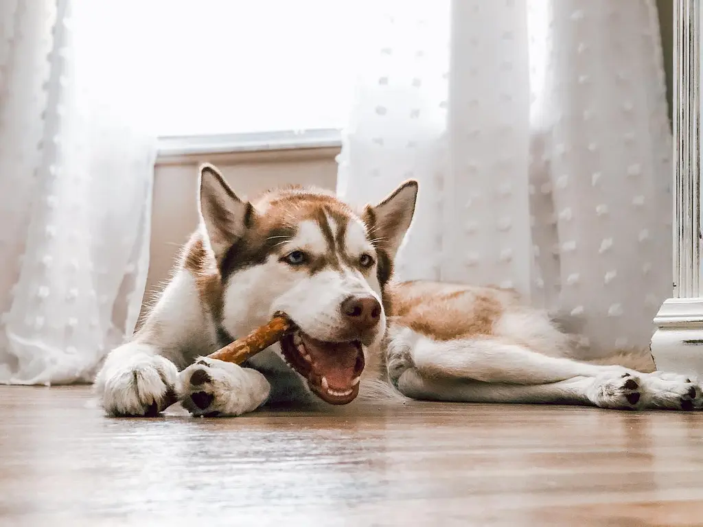 Натуральні ласощі для зубів собак WHIMZEES Dental Treats Veggie Sausage, 1 шт. S - фото 3