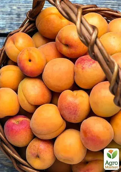 Саджанець Agro-Market Абрикос колоновидний яскраво помаранчевий з легким рум'янцем Сонячне літо (Sunny summer) (преміальний середньостиглий сорт) 1 шт. в упаковці (45791) - фото 6