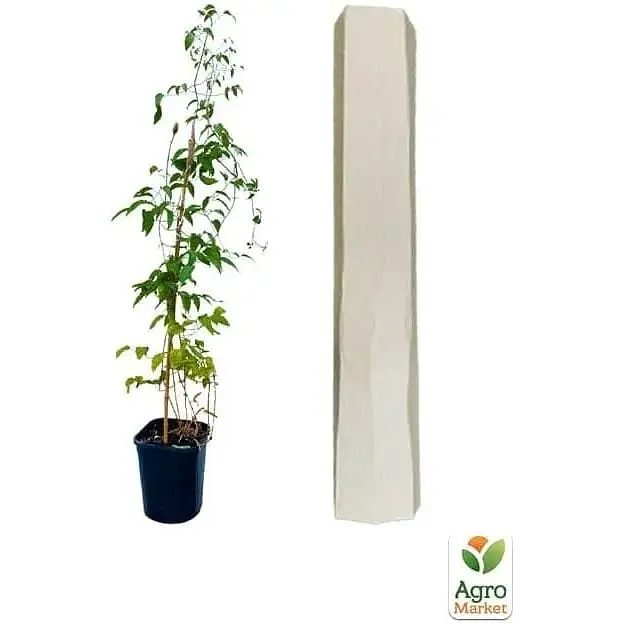 Саженец Agro-Market Клематис 3-х летний Hakuookan С2 (60428) 1 шт. в упаковке - фото 2
