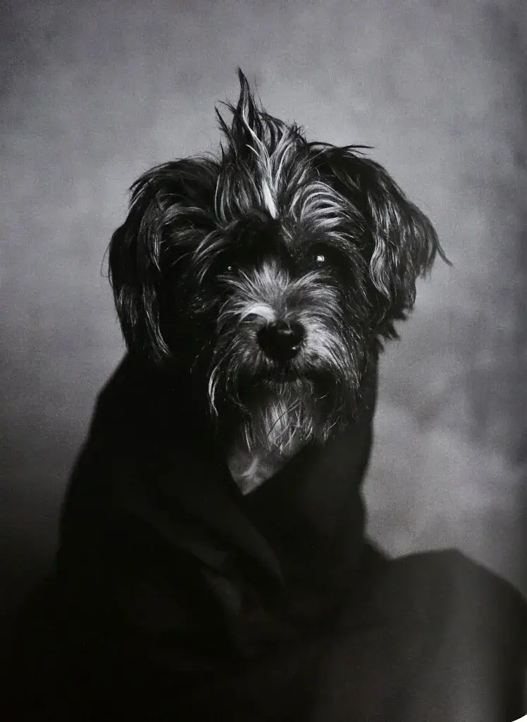 The Dogs: Human Animals - фото 2