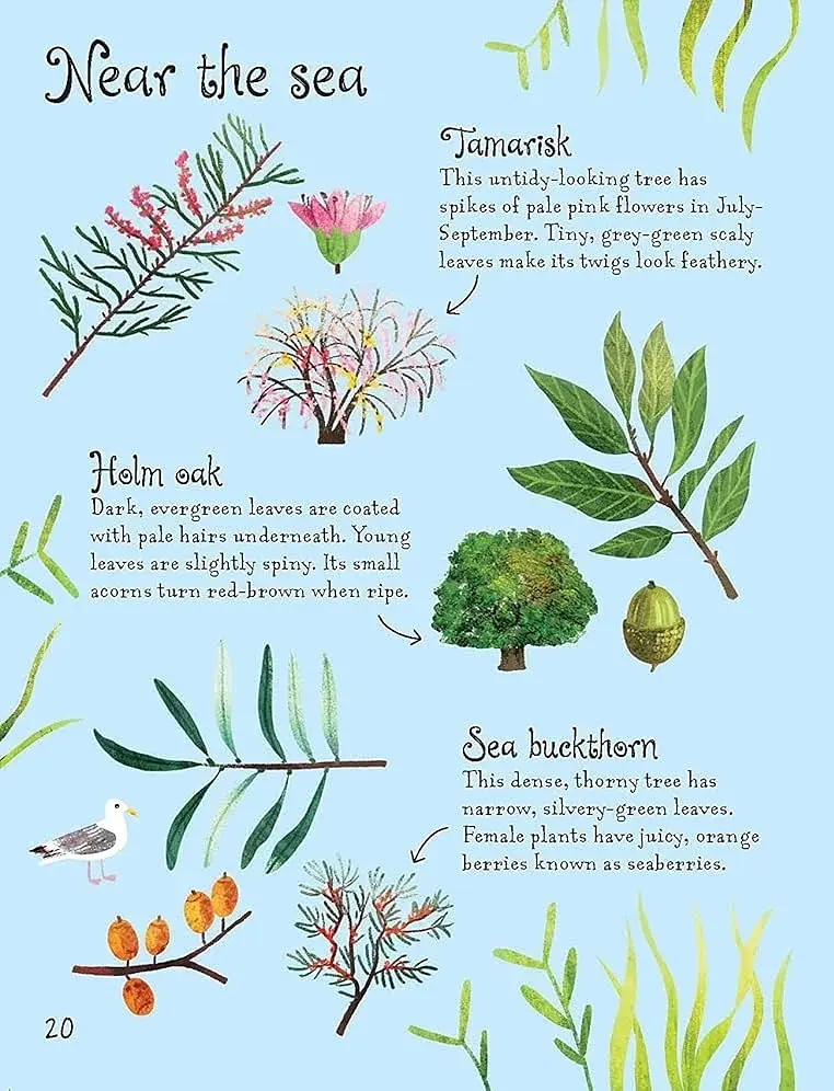 Trees to Spot. Usborne Minis - фото 3